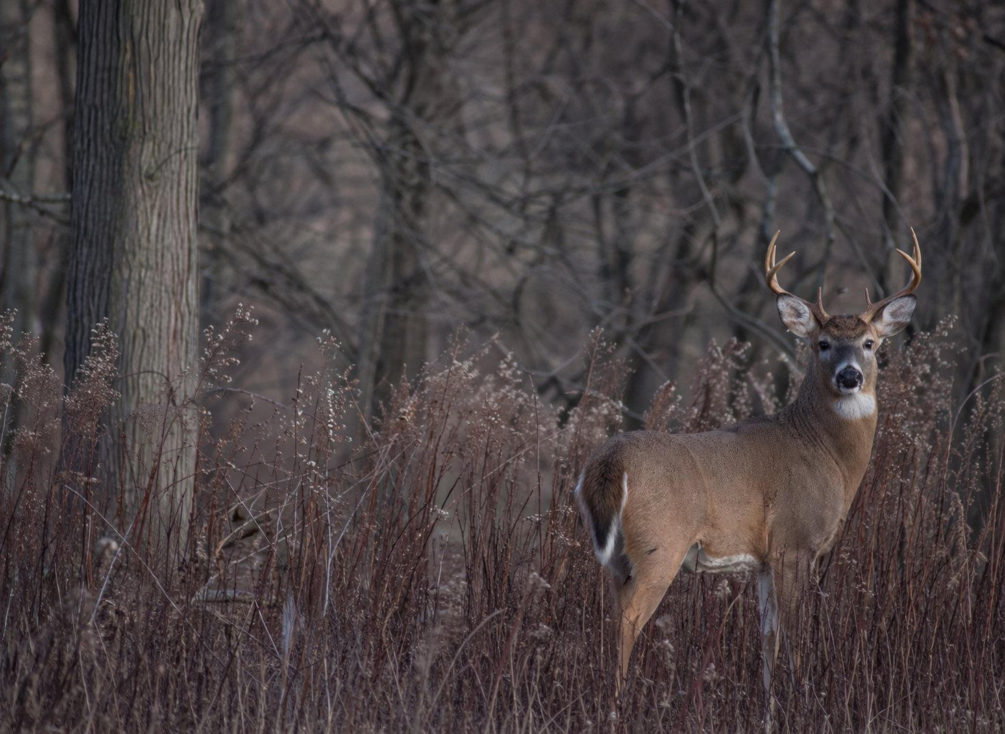 Deer hunting